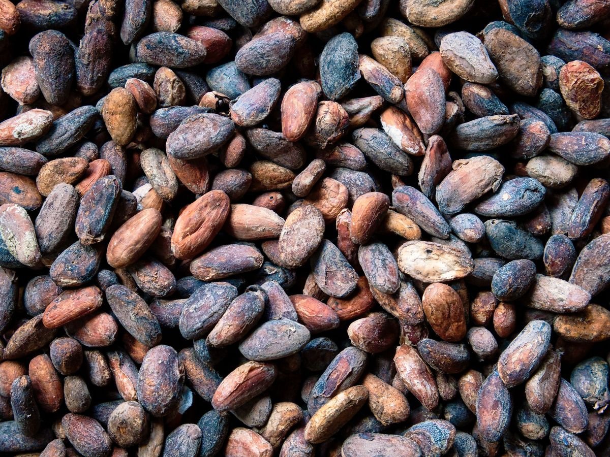 A close-up of fermented, sun-dried cocoa beans