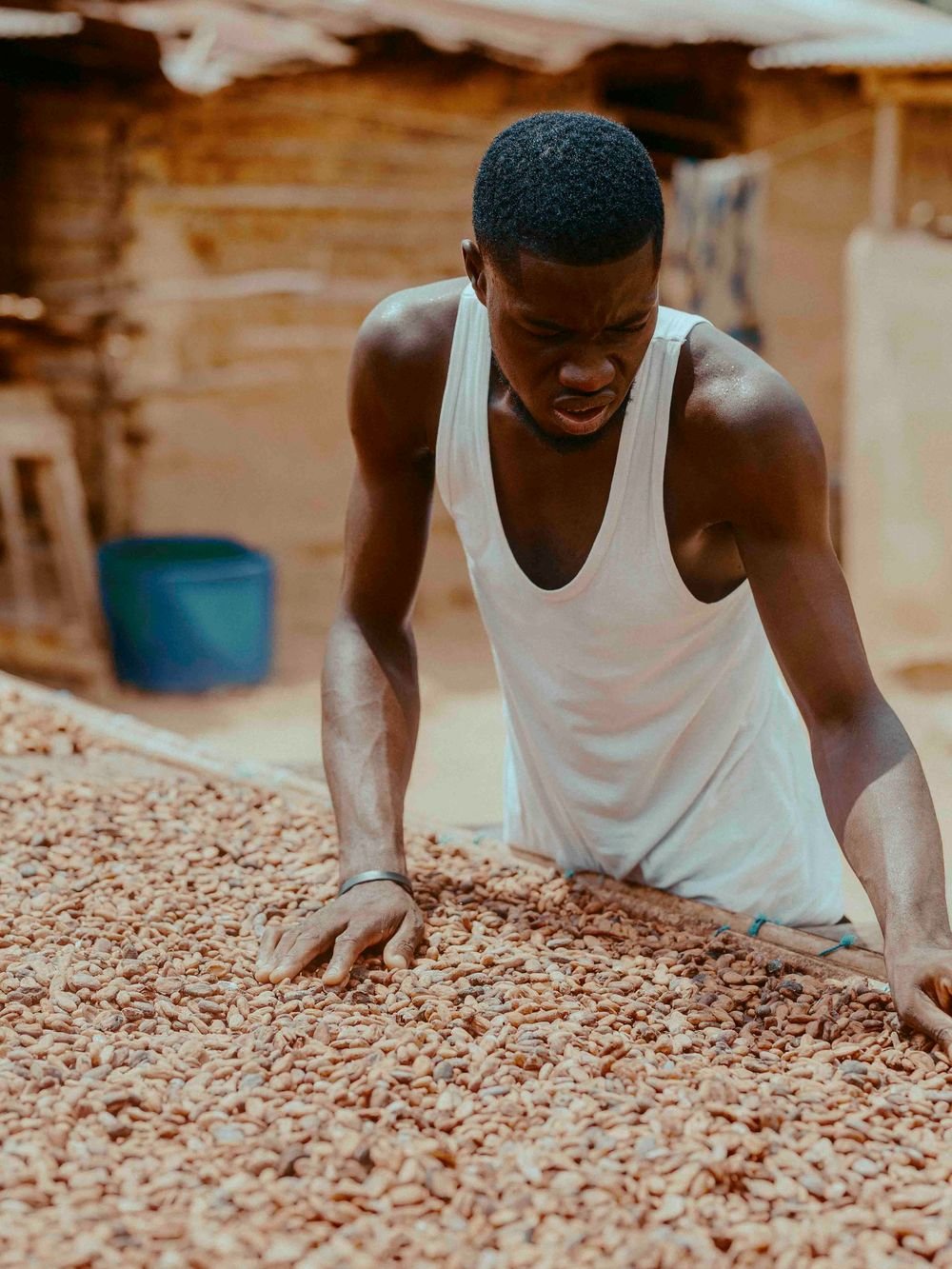 A farmer spreading cocoa beans by hand across a drying bed