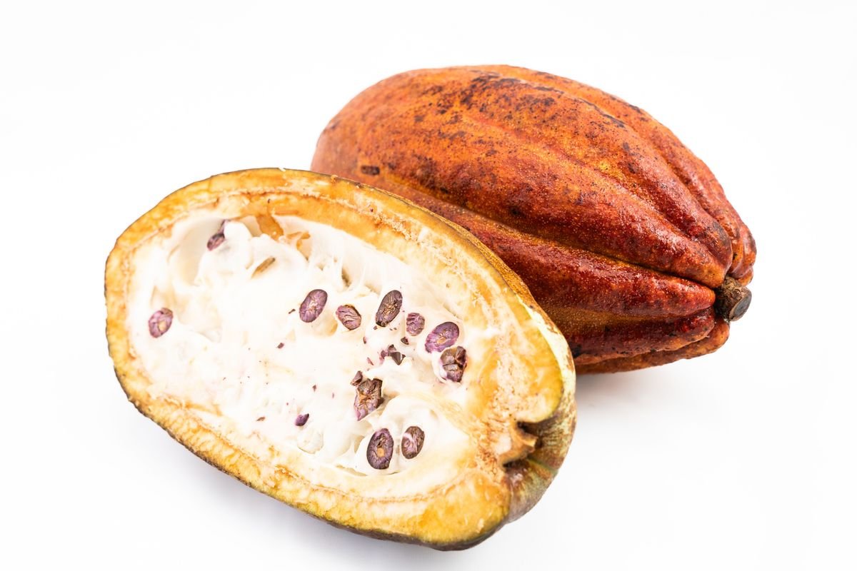A whole cocoa pod beside one cut open, showing the beans in their white pulp